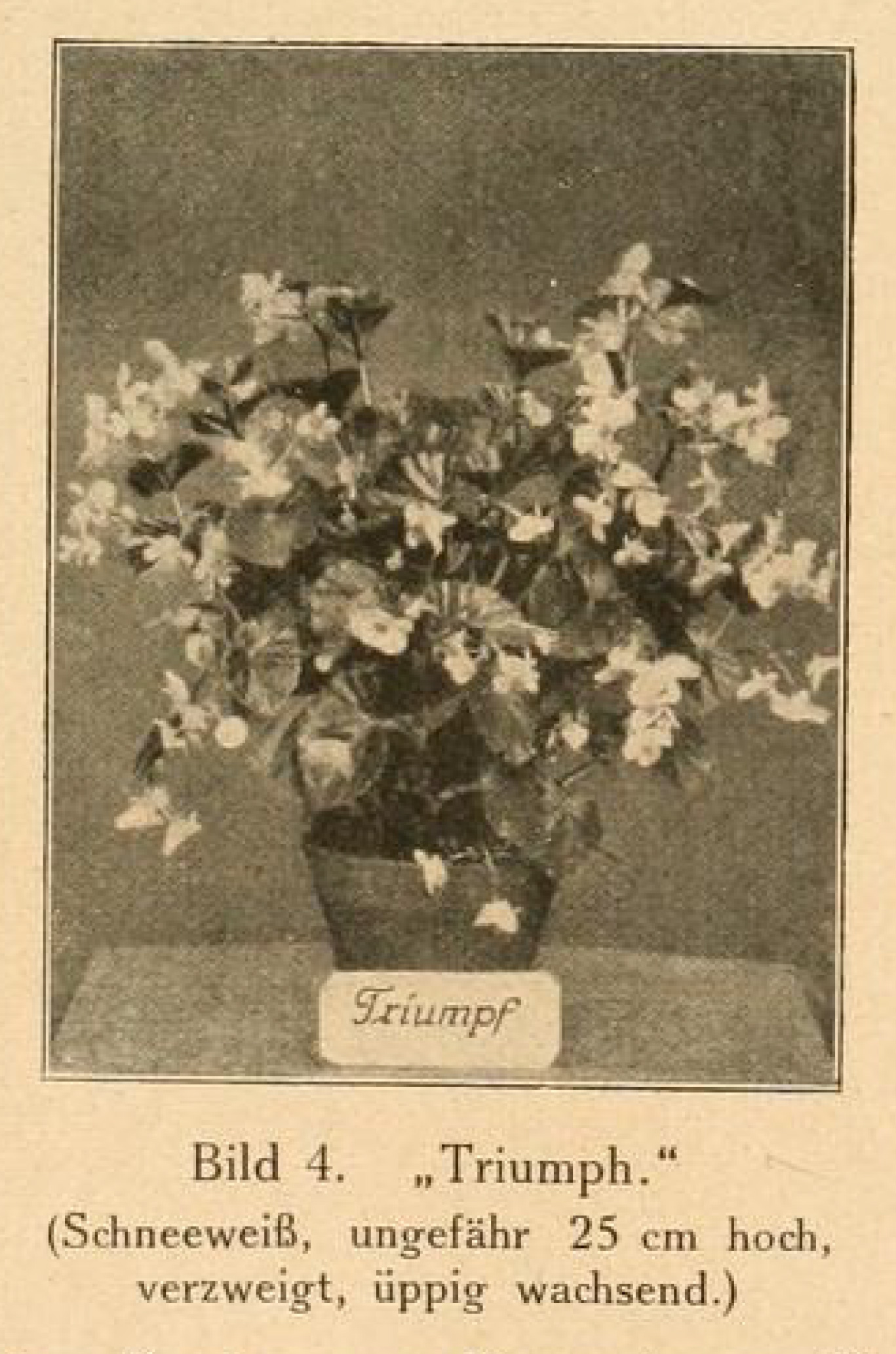 B. ‘Triumph’
